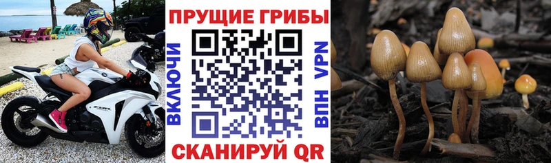 Купить закладки  Луга  Псилоцибиновые грибы мицелий 
